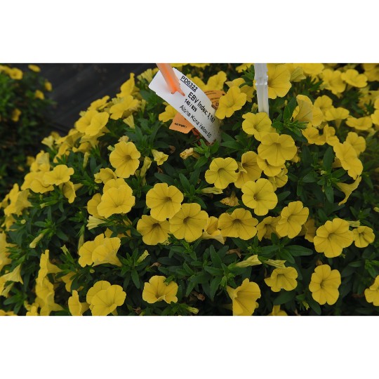 Aloha Kona Yellow 50