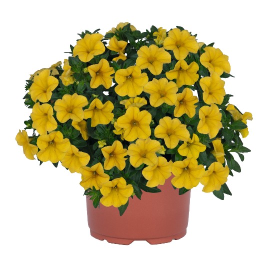 Aloha Kona Goldrush 42