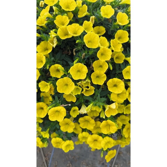 Aloha Kona Yellow 52