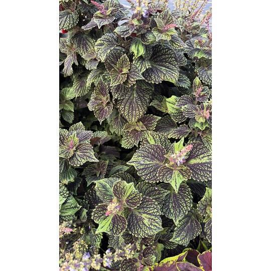 Stained Glassworks Black Bicolor 30