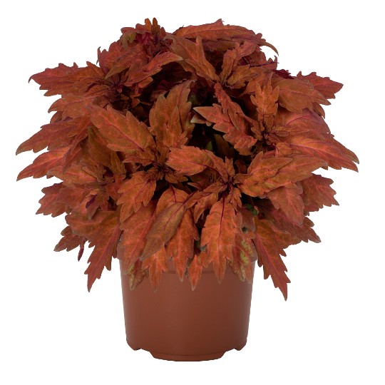 Down Town® Santa Fe