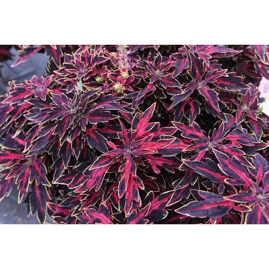 Down Town® Pink Alligator 48