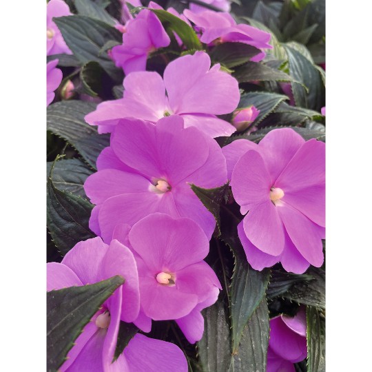 Magnum Lavender 2322