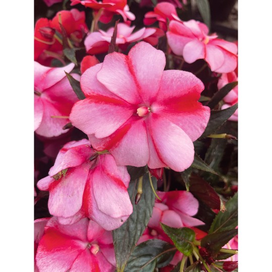 Petticoat® Red Star 2303