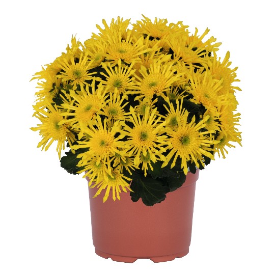 Splash Intense Yellow