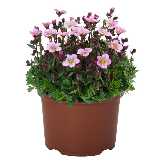 Scenic Light Pink