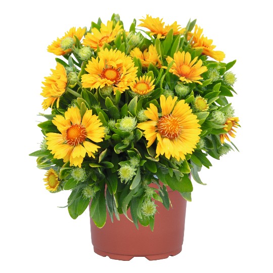 SpinTop® Mango