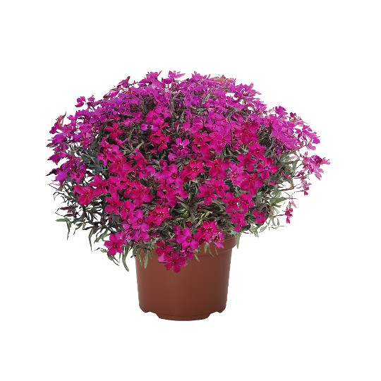 Spring� Mystic Magenta