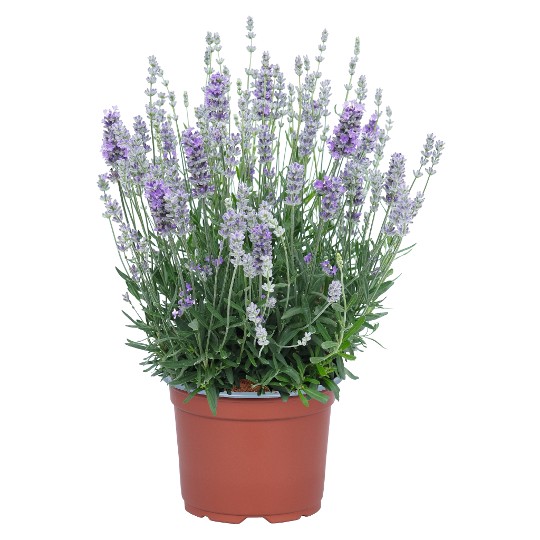 La Diva Sky Blue 01 LF20-K0298