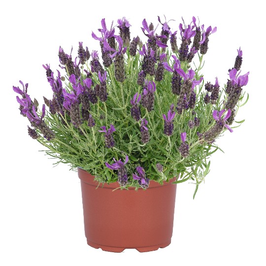 La Diva Papillon Violet