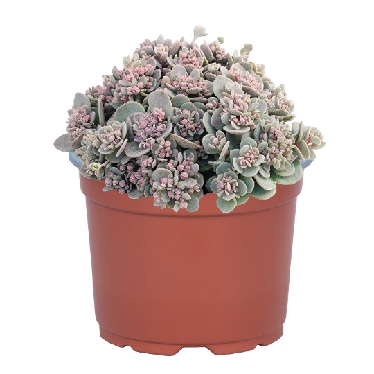 SunSparkler® Blue Elf