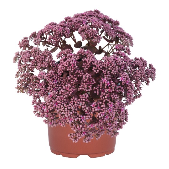 SunSparkler® Cherry Tart