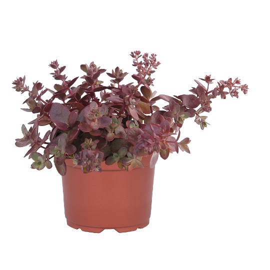 SunSparkler® Firecracker