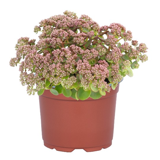 SunSparkler® Lime Zinger