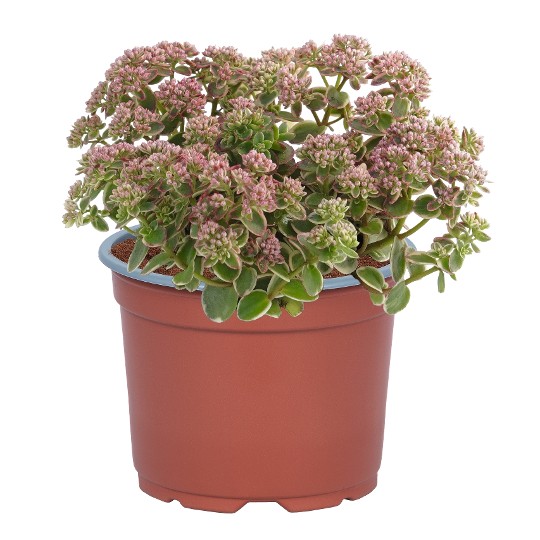 SunSparkler® Lime Twister