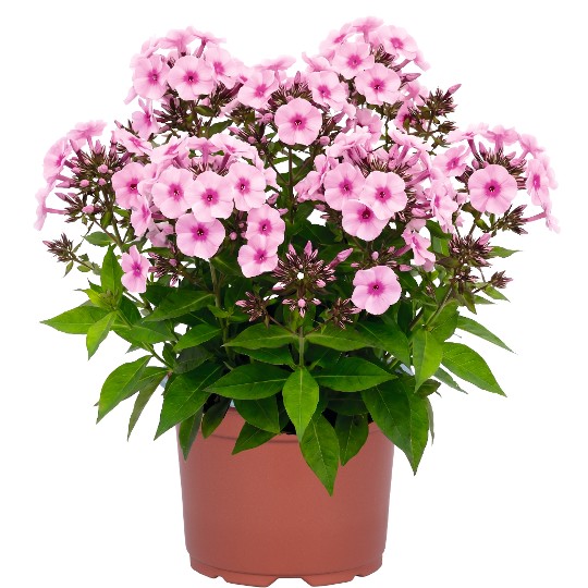 Flame® La Creme Pink