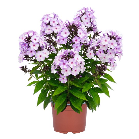 Flame® Heavenly Blue