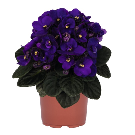 Mini Blue Bicolor 41