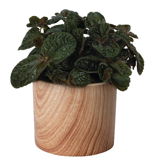 Pilea depressa Chocolate