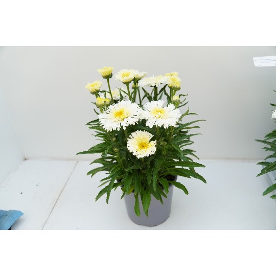 Sweet Daisy® Yanneke