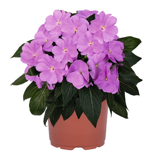 Magnum Lavender 2322