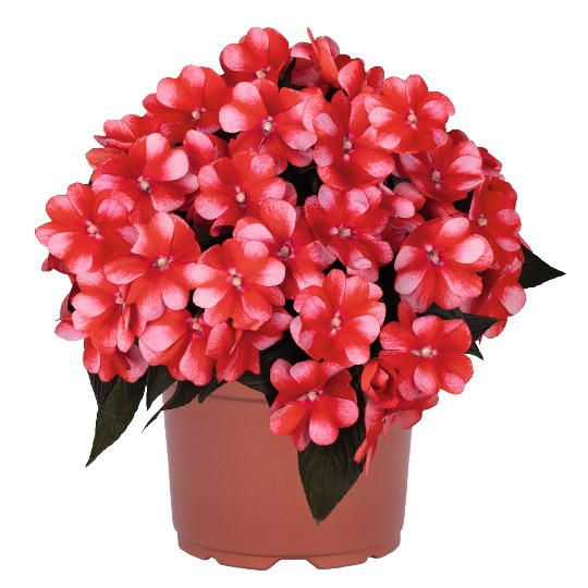 Petticoat® Cherry Star 2302