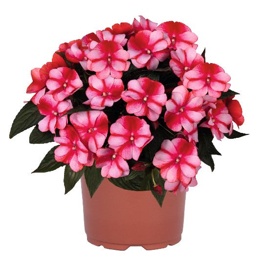 Petticoat® Red Star 2303