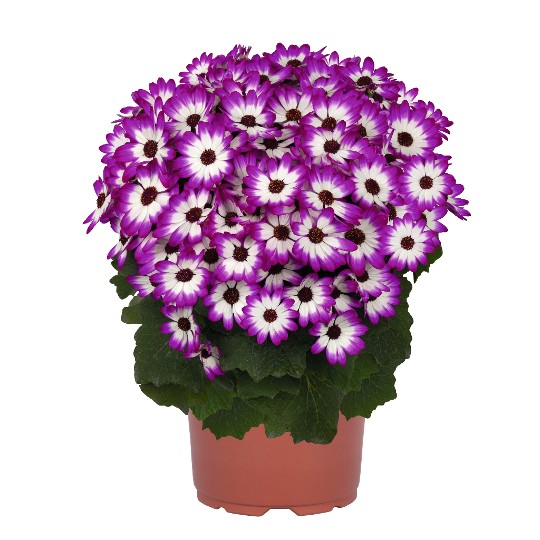 Mandala® Magenta Bicolor 41