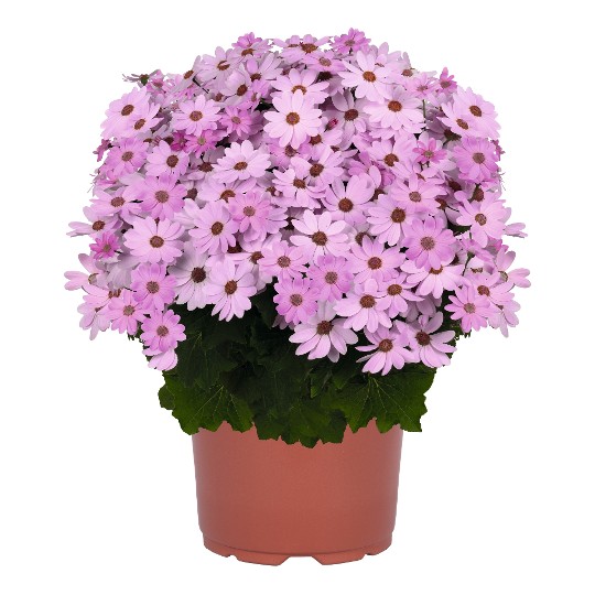 Mandala® Plus Pink 44