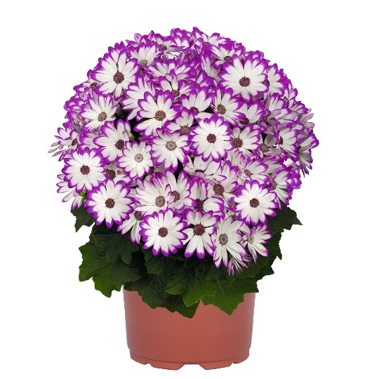 Mandala® Magenta Bicolor 54