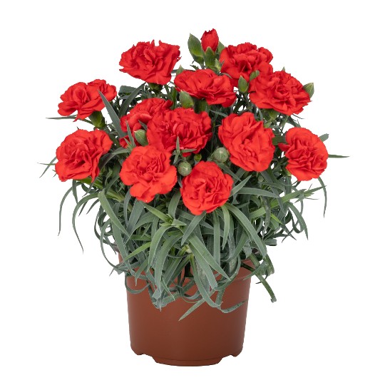Menorca Red Flame