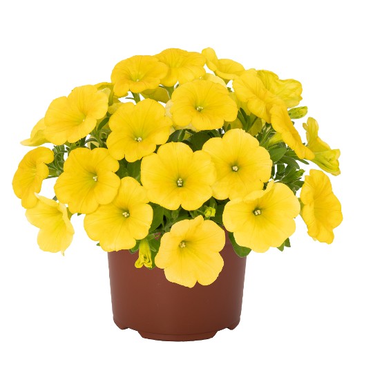 Sweetunia Canary Yellow 56 Intrinsa