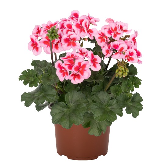 Sarita® Pink Splash