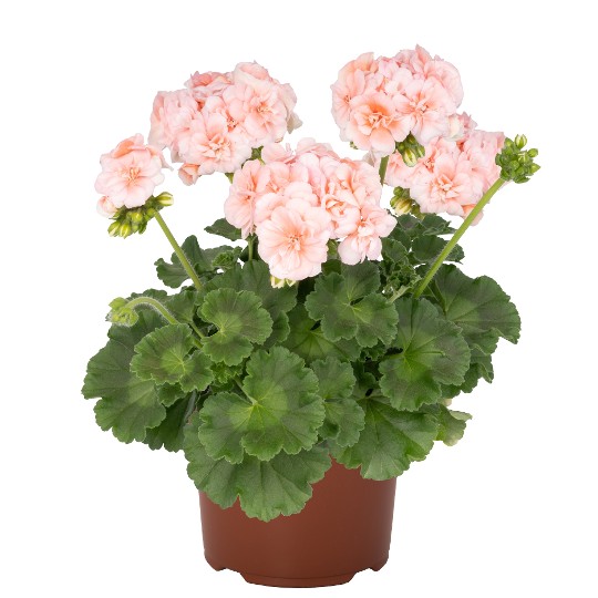 Survivor Idols® Rosalinda Light Salmon 83