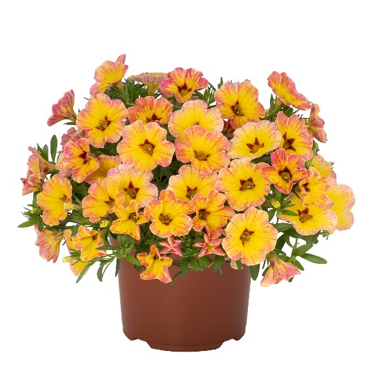 Rainbow® Pink Pepperberry 2025