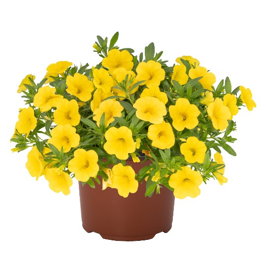 Aloha Kona Yellow 24