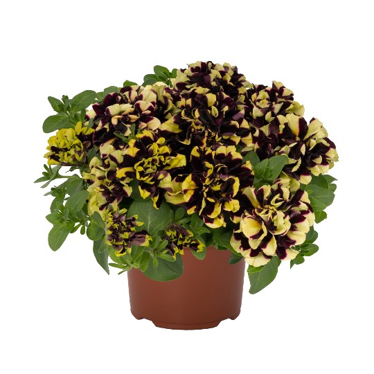 Origami Bee Star 40 (Intrinsa)