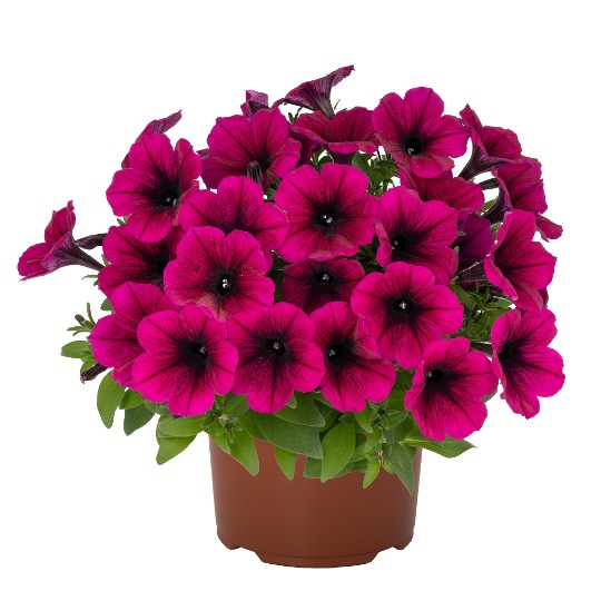 Sweetunia® Kardinal 2027 (Intrinsa)