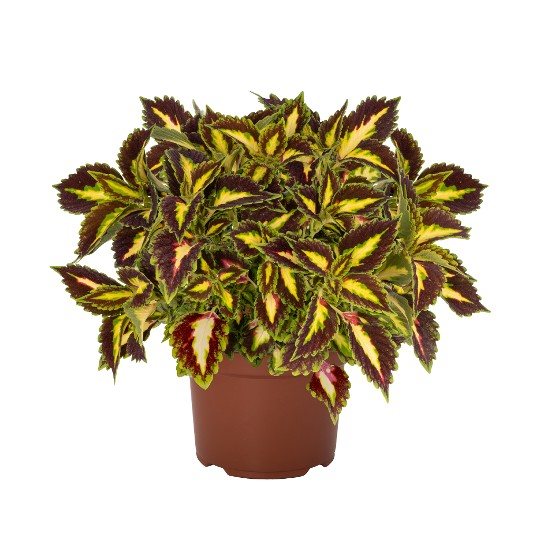 Down Town® Green Tricolor 31