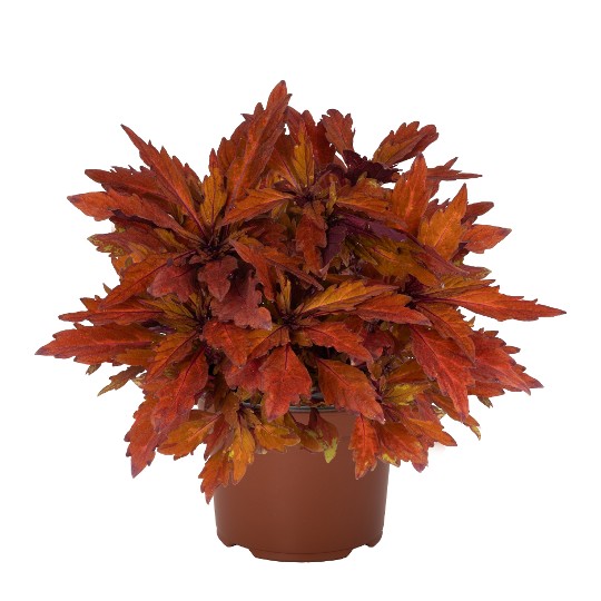 Down Town® Santa Fe