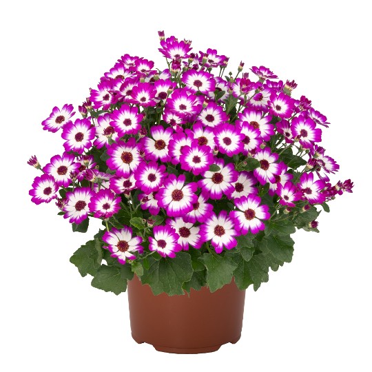 Mandala® Magenta Bicolor 41