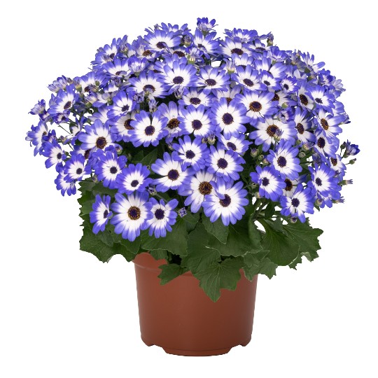 Mandala® Blue Tricolor 51