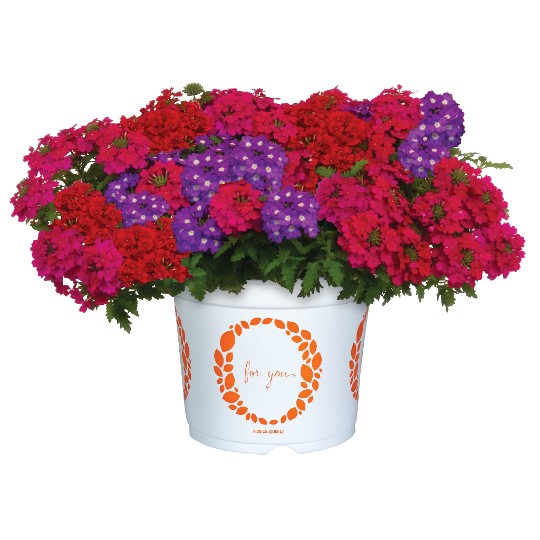 Confetti Garden® Saltwater Taffy