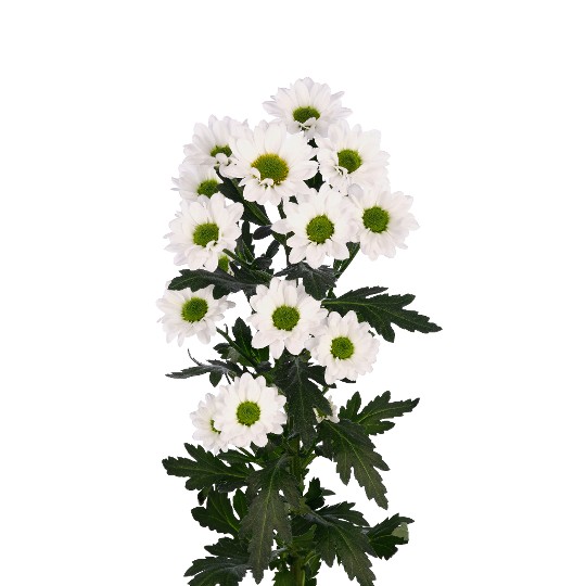 Floky