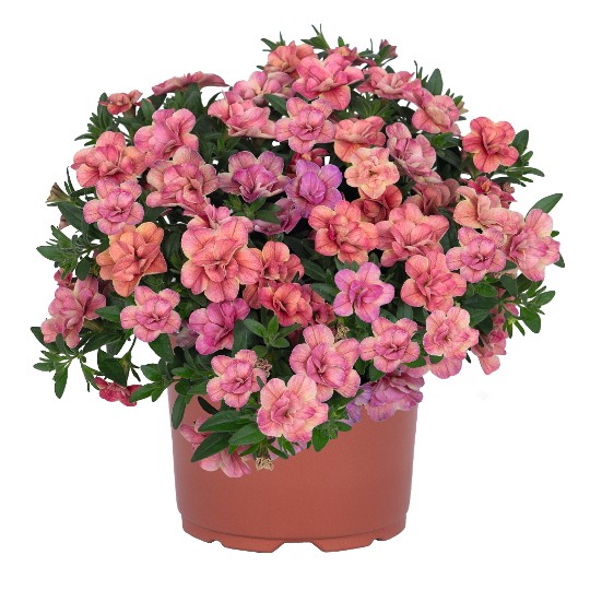 Aloha Double Apricot - Products - Dümmen Orange