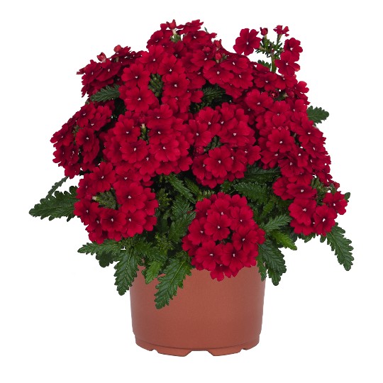 Lindolena Red 2027