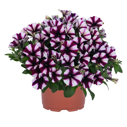 Peppy® Purple 2027 (Intrinsa)