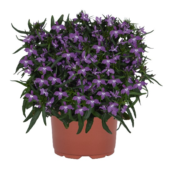 Bella Purple 2027
