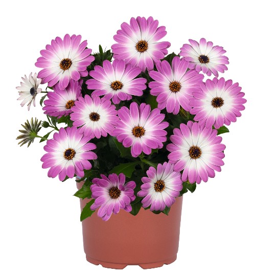 Margarita Pink Bicolor 94