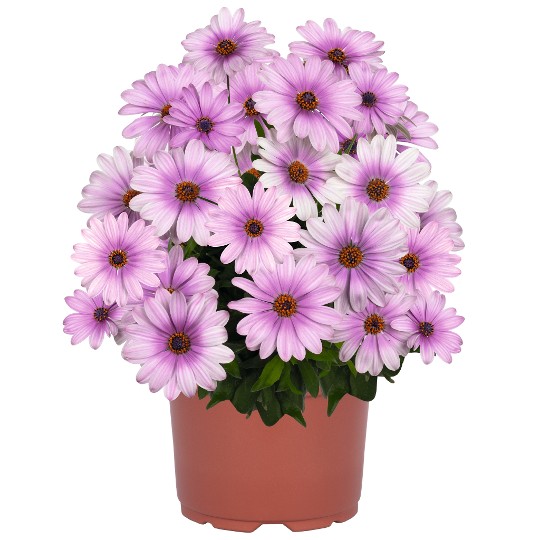 Margarita Lavender Flare 83